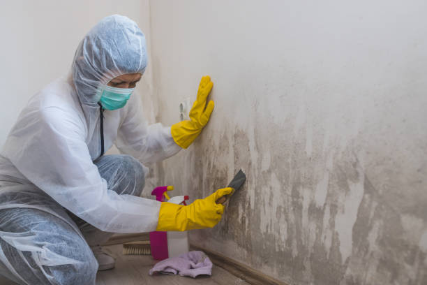 Best Water Damage & Mold Remediation  in Buchanan, GA